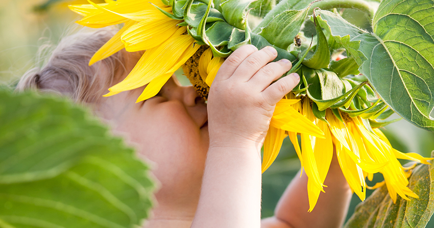 Mädchen riecht an einer Sonnenblume