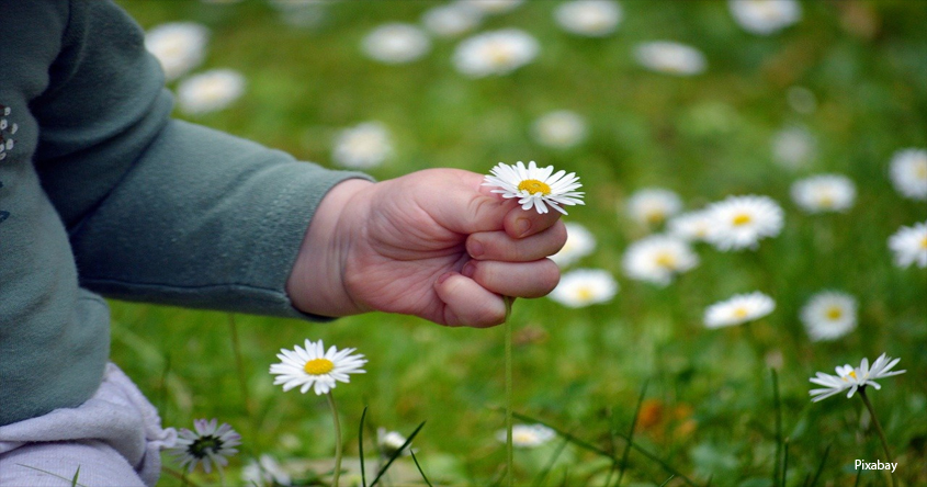 Kinderhand hält Blume